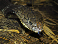 [ẢNH] Kỳ lạ ngôi làng Thái Lan, nơi người và rắn hổ mang là 