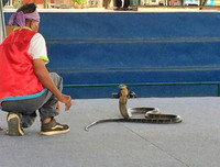 [ẢNH] Kỳ lạ ngôi làng Thái Lan, nơi người và rắn hổ mang là 