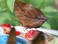 [ẢNH] Kỹ năng ngụy trang bậc thầy của các loài động vật trên thế giới