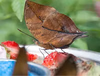 [ẢNH] Kỹ năng ngụy trang bậc thầy của các loài động vật trên thế giới