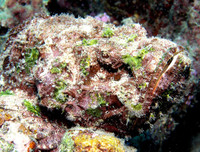 [ẢNH] Kỹ năng ngụy trang bậc thầy của các loài động vật trên thế giới