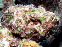 [ẢNH] Kỹ năng ngụy trang bậc thầy của các loài động vật trên thế giới