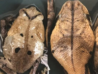 [ẢNH] Kỹ năng ngụy trang bậc thầy của các loài động vật trên thế giới