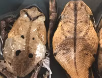 [ẢNH] Kỹ năng ngụy trang bậc thầy của các loài động vật trên thế giới