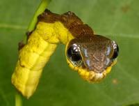 [ẢNH] Kỹ năng ngụy trang bậc thầy của các loài động vật trên thế giới