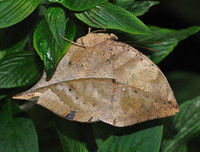 [ẢNH] Kỹ năng ngụy trang bậc thầy của các loài động vật trên thế giới