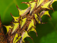 [ẢNH] Kỹ năng ngụy trang bậc thầy của các loài động vật trên thế giới