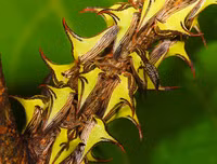 [ẢNH] Kỹ năng ngụy trang bậc thầy của các loài động vật trên thế giới