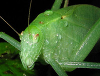 [ẢNH] Kỹ năng ngụy trang bậc thầy của các loài động vật trên thế giới