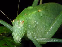 [ẢNH] Kỹ năng ngụy trang bậc thầy của các loài động vật trên thế giới