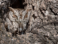 [ẢNH] Kỹ năng ngụy trang bậc thầy của các loài động vật trên thế giới