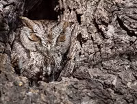 [ẢNH] Kỹ năng ngụy trang bậc thầy của các loài động vật trên thế giới