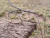 [ẢNH] Kỹ năng ngụy trang bậc thầy của các loài động vật trên thế giới