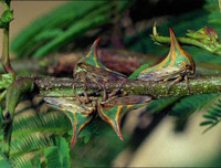 [ẢNH] Kỹ năng ngụy trang bậc thầy của các loài động vật trên thế giới