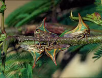 [ẢNH] Kỹ năng ngụy trang bậc thầy của các loài động vật trên thế giới