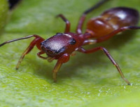 [ẢNH] Kỹ năng ngụy trang bậc thầy của các loài động vật trên thế giới