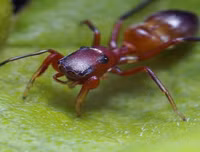 [ẢNH] Kỹ năng ngụy trang bậc thầy của các loài động vật trên thế giới