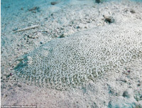 [ẢNH] Kỹ năng ngụy trang bậc thầy của các loài động vật trên thế giới