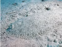 [ẢNH] Kỹ năng ngụy trang bậc thầy của các loài động vật trên thế giới