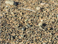 [ẢNH] Kỹ năng ngụy trang bậc thầy của các loài động vật trên thế giới