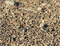 [ẢNH] Kỹ năng ngụy trang bậc thầy của các loài động vật trên thế giới