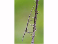 [ẢNH] Kỹ năng ngụy trang bậc thầy của các loài động vật trên thế giới