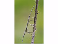 [ẢNH] Kỹ năng ngụy trang bậc thầy của các loài động vật trên thế giới