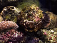 [ẢNH] Kỹ năng ngụy trang bậc thầy của các loài động vật trên thế giới