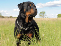 [ẢNH] Top 10 giống chó 