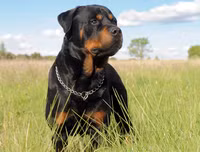 [ẢNH] Top 10 giống chó 