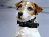 [ẢNH] Điểm danh những chú chó 