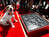 [ẢNH] Điểm danh những chú chó 