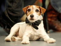 [ẢNH] Điểm danh những chú chó 