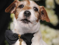 [ẢNH] Điểm danh những chú chó 