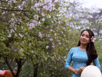 [ẢNH] Vẻ quyến rũ đến say đắm lòng người của hoa ban giữa lòng Thủ đô