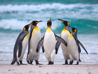 [ẢNH] Top 8 loài động vật sở hữu ngoại hình đáng yêu trên thế giới