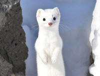 [ẢNH] Top 8 loài động vật sở hữu ngoại hình đáng yêu trên thế giới