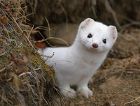 [ẢNH] Top 8 loài động vật sở hữu ngoại hình đáng yêu trên thế giới