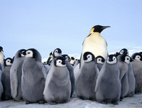 [ẢNH] Top 8 loài động vật sở hữu ngoại hình đáng yêu trên thế giới