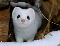 [ẢNH] Top 8 loài động vật sở hữu ngoại hình đáng yêu trên thế giới