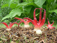 Nổi da gà với các loài thực vật 