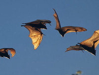 [ẢNH] Phương thức lây lan của virus corona mới và cách phòng ngừa virus corona tấn công