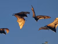 [ẢNH] Phương thức lây lan của virus corona mới và cách phòng ngừa virus corona tấn công