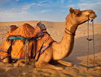 [ẢNH] Phương thức lây lan của virus corona mới và cách phòng ngừa virus corona tấn công