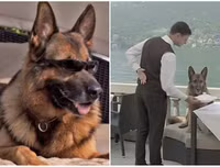 [ẢNH] Giật mình trước tài sản kếch xù của những thú cưng giàu nhất thế giới