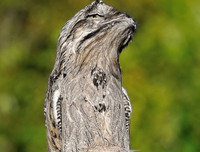 [ẢNH] Khả năng đặc biệt đến khó tin của những động vật kỳ lạ trên thế giới