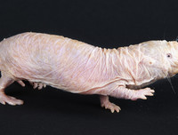 [ẢNH] Khả năng đặc biệt đến khó tin của những động vật kỳ lạ trên thế giới