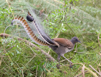 [ẢNH] Khả năng đặc biệt đến khó tin của những động vật kỳ lạ trên thế giới