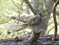 [ẢNH] Khả năng đặc biệt đến khó tin của những động vật kỳ lạ trên thế giới