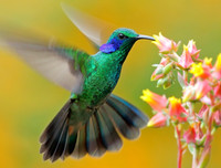 [ẢNH] Khả năng đặc biệt đến khó tin của những động vật kỳ lạ trên thế giới